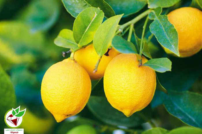 اطلاعات عمومی درباره ی لیمو