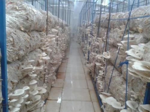پرورش قارچ در جهان